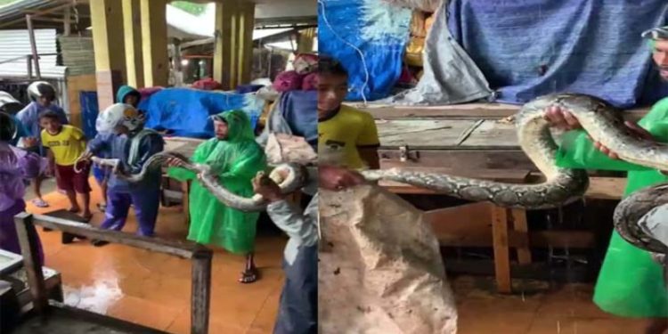 Seekor ular berukuran raksasa ditemukan warga masuk di dalam lokasi pasar binaya Masohi, minggu (17/7) siang.