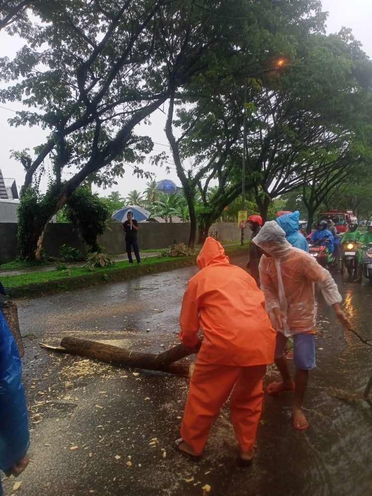 Hujan Deras Disertai Angin Kencang, Banyak Pohon Tumbang Di Kota Ambon ...