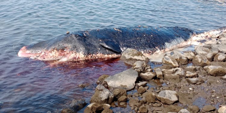 Seekor Paus jenis Sperma ditemukan mati terdampar di pesisir pantai Kelurahan Seli, Kota Tidore Kepulauan Provinsi Maluku Utara, Senin (12/6/2023). Foto: PDSKP Ambon