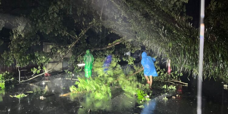 Akibat Angin Kencang, pohon tumbang terjadi di Kota Ambon, sejumlah petugas DAMKAR dan warga berusaha melakukan pembersihan (Foto Titastory.id)
