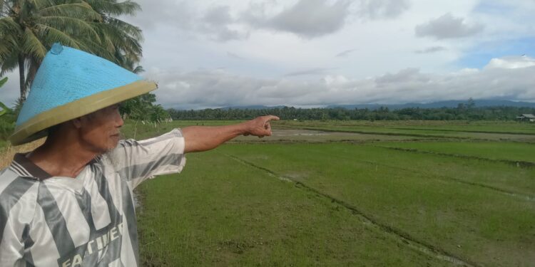 Ketgam: Abdul muhid petani Desa Loping Mulyo yang sedang memantau lahannya di persimpangan jalan lintas seram Kecamatan Seti, Maluku Tengah. (Foto: Sadhan)