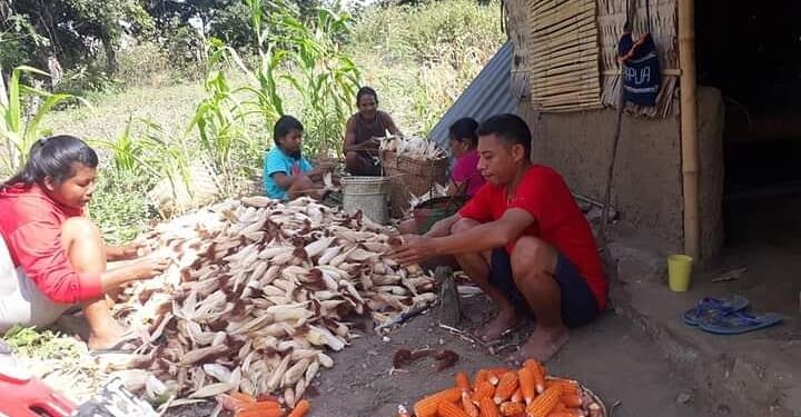 Ketgam: Panen Jagung Desa Lomleher Pulau Kisar. Foto: MBDhits