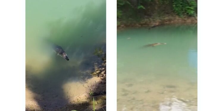 Gambar Kemunculan Buaya di Kali Wailela, Negeri Rumah Tiga. Kejadian ini diabadikan warga dalam rekaman video . Foto Warga