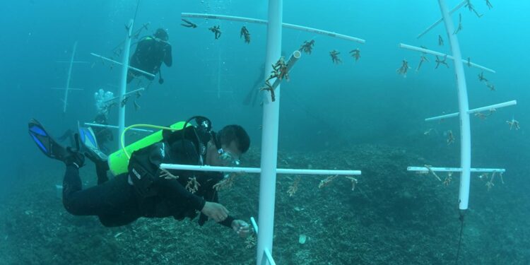 Keterangan foto: Instalasi Bank Karang yang dipasang di pesisir Negeri Liang (Foto: Friska Kalia/Jala Ina)