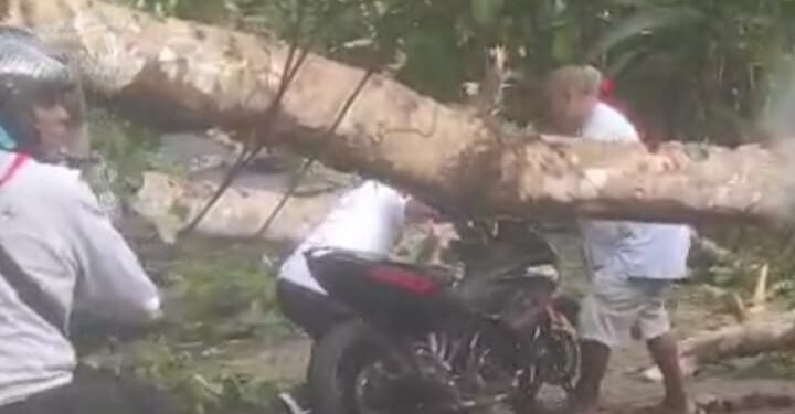 Keterangan Foto: Kondisi dahan pohon sengon berukuran besar tiba-tiba patah dan menutupi seluruh badan jalan utama di kawasan Petuanan Negeri Soya, Kecamatan Sirimau, Kota Ambon, Sabtu (30/11/2024) pagi. (Foto: Edison)