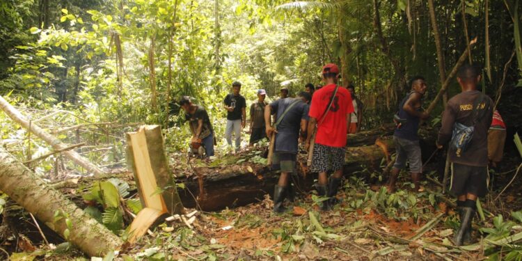 Keterangan Gambar : Terisolasi dan luput dari perhatian Pemerintah, warga kampung asal Hatuolo dan Elemata yang berada di pegunungan Seram Utara kerja sama membuka akses jalan melalui bantaran sungai di Sungai Sariputih dan ile. Kamis, (21/11/2024) (Foto Warga)